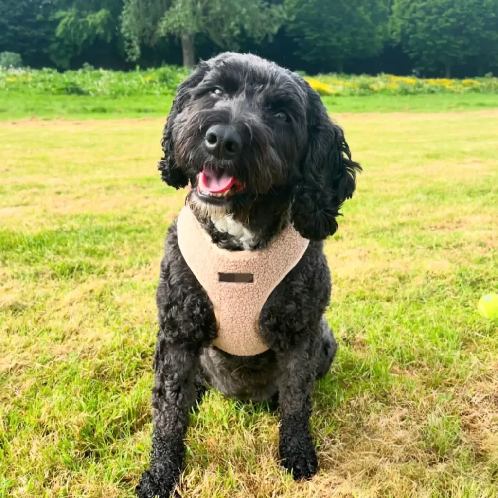 Customer example of fleece dog harness for winter, designed and supplied by Yiyay Pets