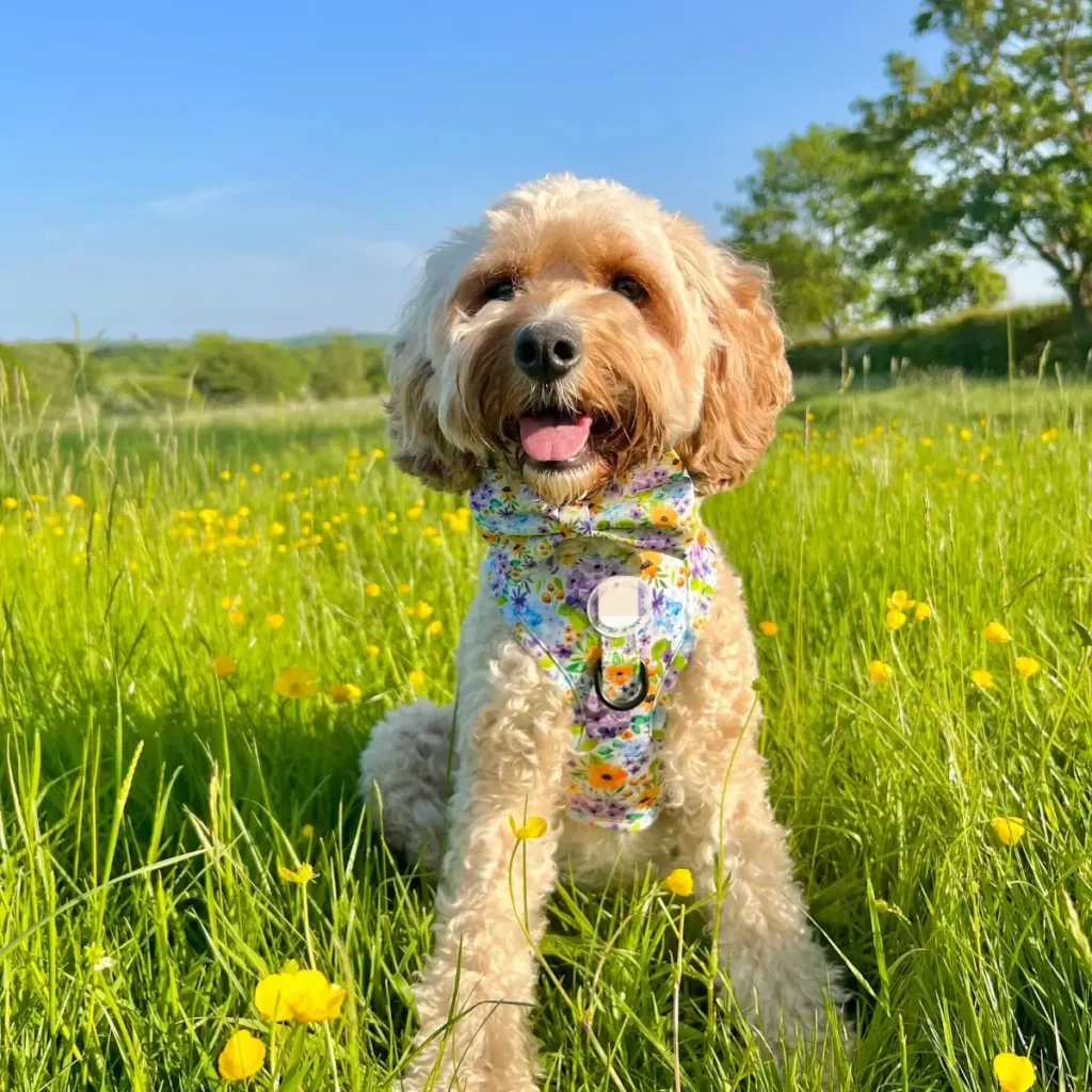 Customer photo of small dog wearing custom floral dog harness from Yiyay Pets OEM supplier