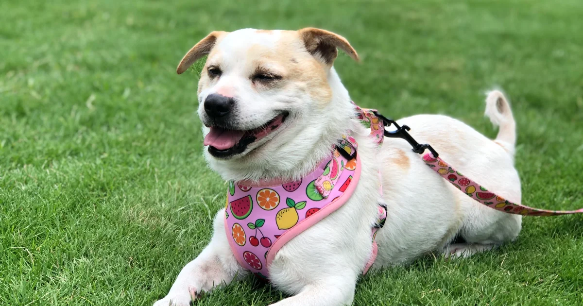 Cute small dog modeling breathable polyester dog harness, reference for best dog harness materials in pet product selling