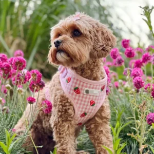 Cute dog wearing a pink harness with strawberry pattern, photographed in a flower garden. Ideal example of custom printed dog harness for boutique brands.
