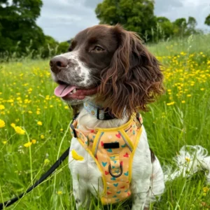 Client case photo of a medium-sized dog wearing a custom OEM printed no-pull harness with colorful heart pattern, sitting in a field of yellow wildflowers. Ideal for spring and outdoor pet product campaigns.