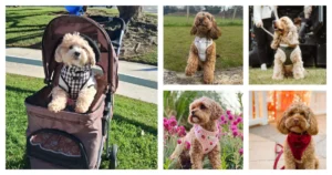 Adjustable dog harness for wholesale buyers