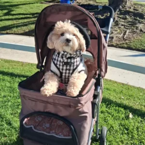 OEM Dog Harness Case – Houndstooth Pattern in Pet Stroller
