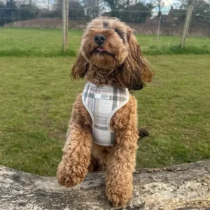 Client case showing a curly-haired dog wearing a plaid pattern harness during an outdoor park walk, suitable for autumn/winter pet apparel collections.