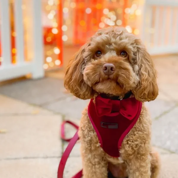 Small brown dog wearing a red velvet harness with a matching bowtie, custom pet harness by Yiyay Pets OEM supplier.